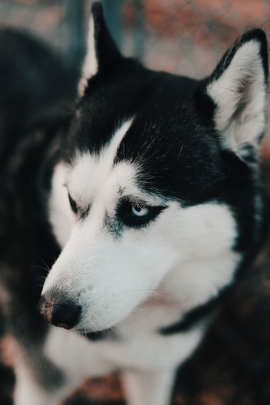 black and white Alaskan Malamute, animal, canine, dog, husky