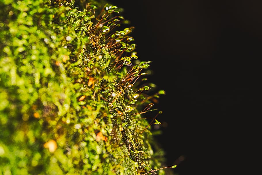 macro, moss, tree, green, color, drop, nature, fresh, water HD wallpaper