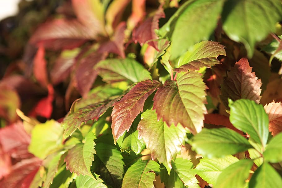 green, leaves, close-up, forest, macro, plant part, leaf, growth HD wallpaper