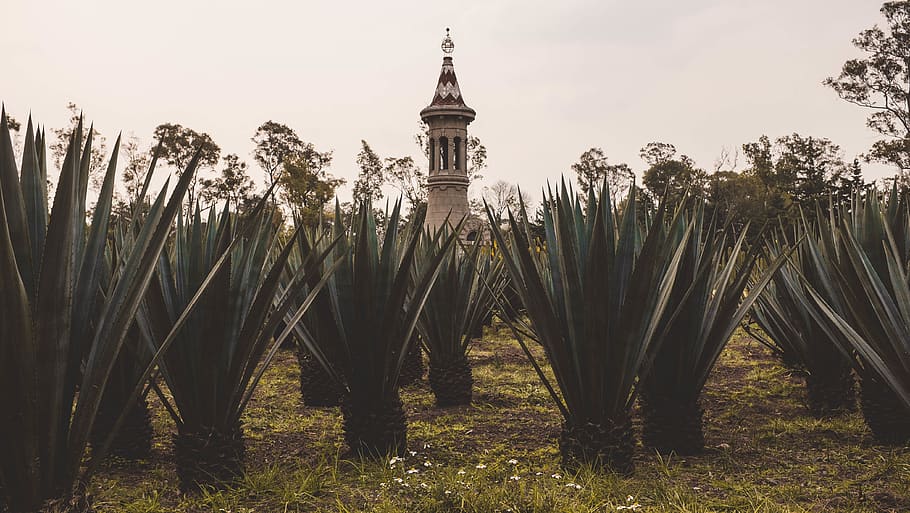 plant, tower, building, architecture, spire, steeple, agavaceae HD wallpaper
