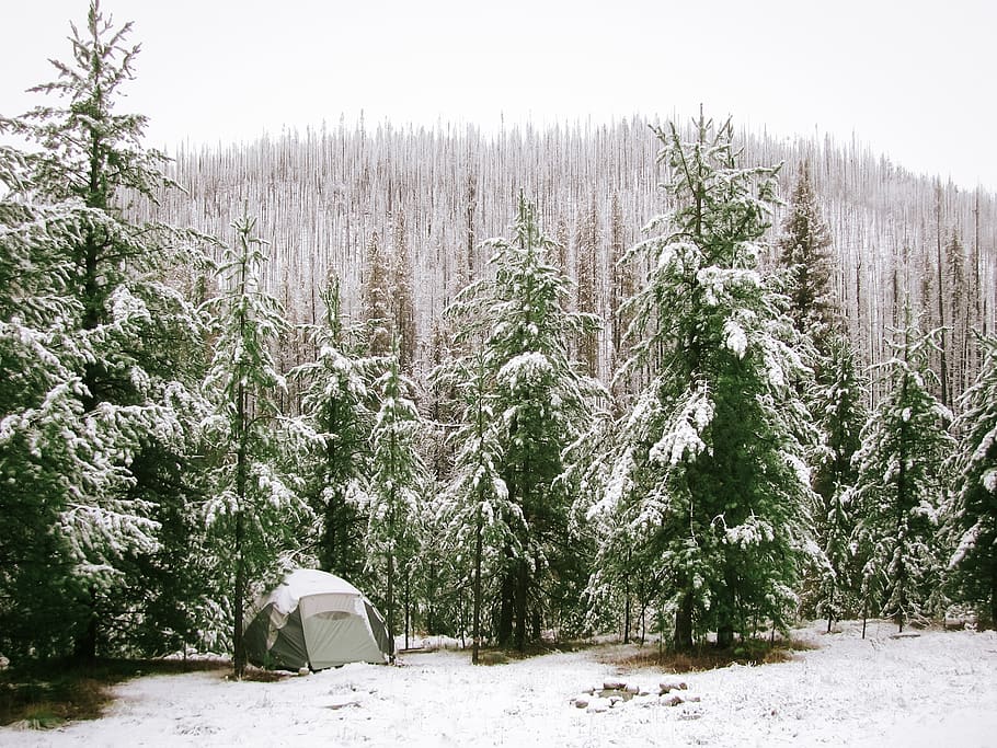 nature, landscape, forests, trees, snow, blanket, camp, tent HD wallpaper