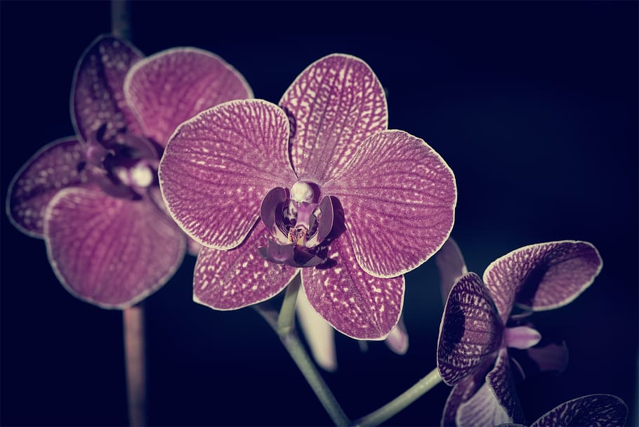 orchid, flower, blossom, bloom, purple, dusky pink, plant, close up