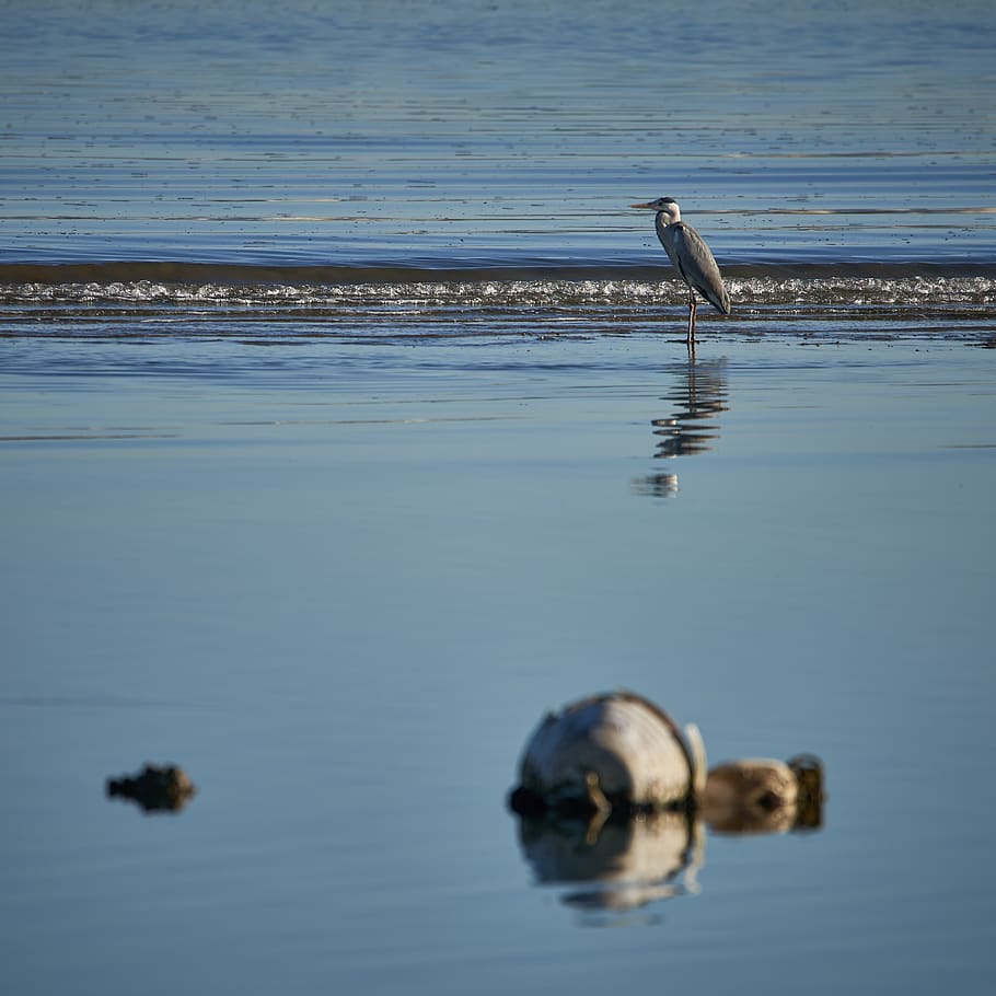 HD wallpaper: bird on the seashore photography, water, outdoors, animal