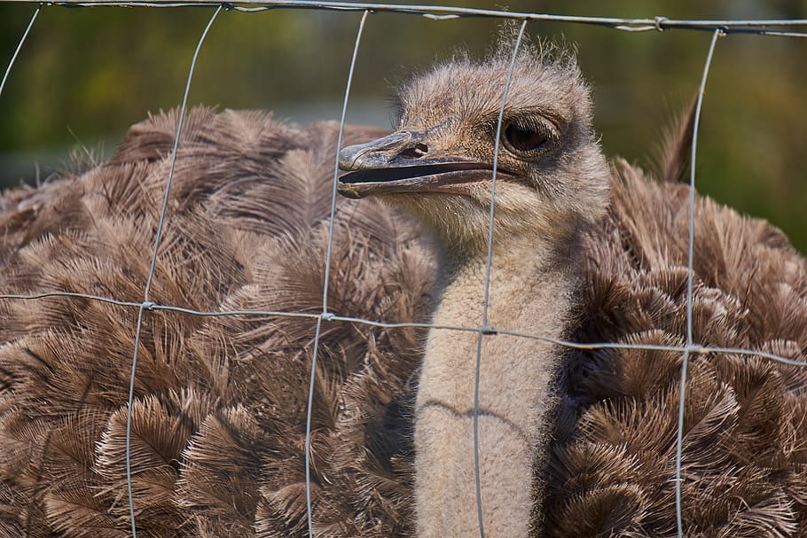 bouquet, bird, animal, bill, flightless bird, close up, ostrich HD wallpaper