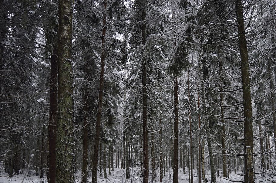 sweden, trees, forest, winter, day, snow, plant, trunk, tree trunk HD wallpaper