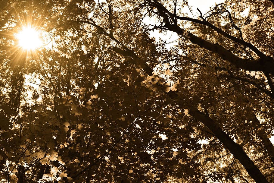 tree, sun, nature, mood, summer, plant, low angle view, sunlight HD wallpaper