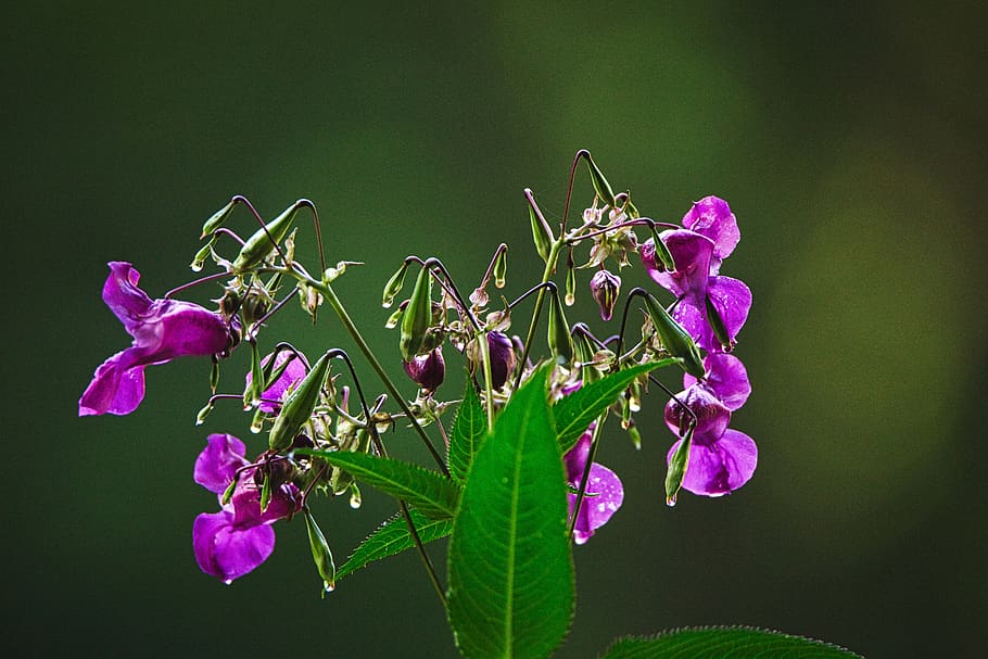 plant, forest, flowers, invasive, landscape, environment, green HD wallpaper
