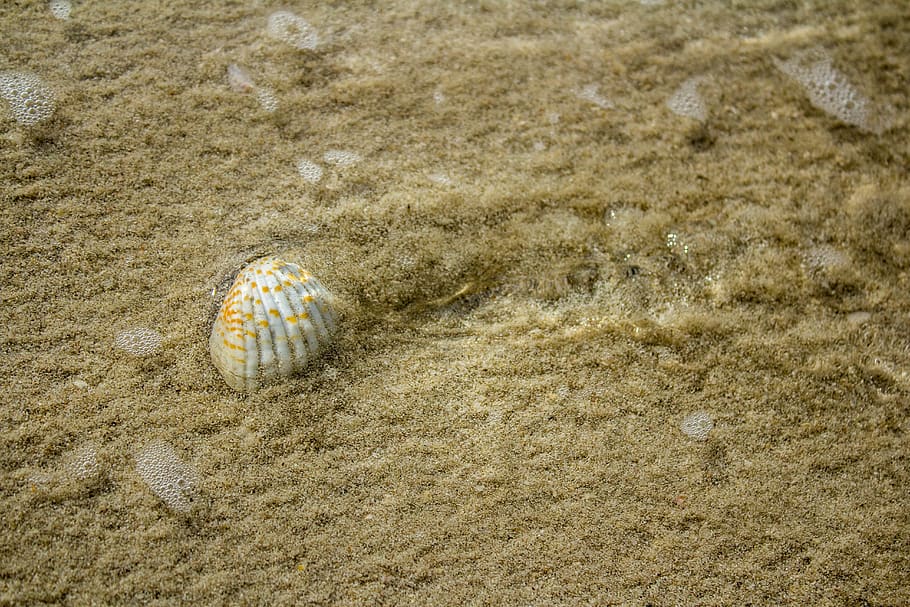 uae, sea shell, land, sand, beach, animal wildlife, animal shell HD wallpaper