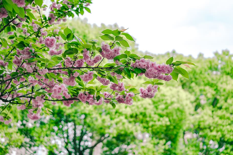 pink tree, plant, flower, flowering plant, growth, freshness HD wallpaper