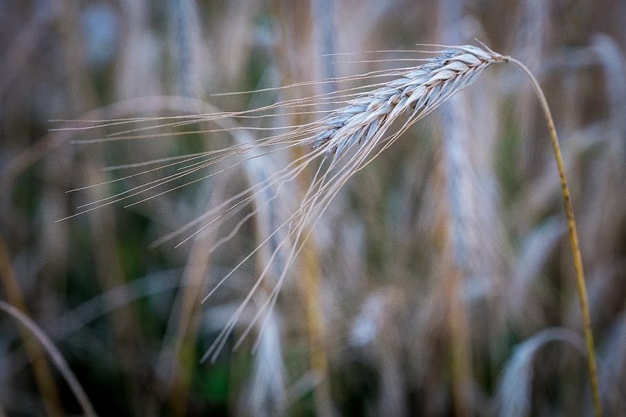 barley, wheat, ear, sun, backlighting, macro, agriculture, nature HD wallpaper