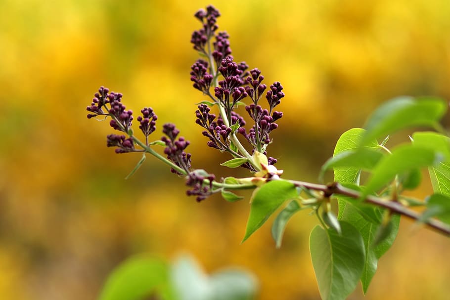 lilac, mov, flowers, spring, beauty, plant, growth, beauty in nature HD wallpaper