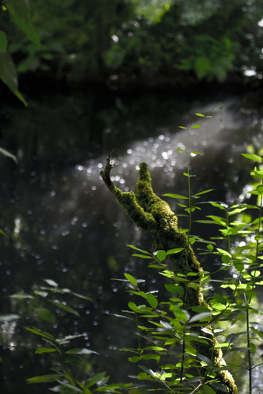 trees, nature, river, green, one animal, green color, animal themes HD wallpaper