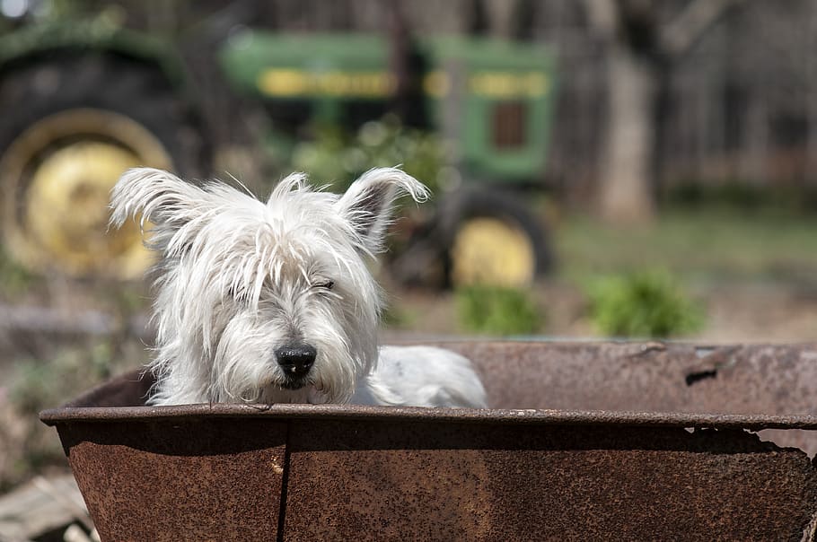 white dog, terrier, pet, mammal, canine, animal, strap, grass HD wallpaper