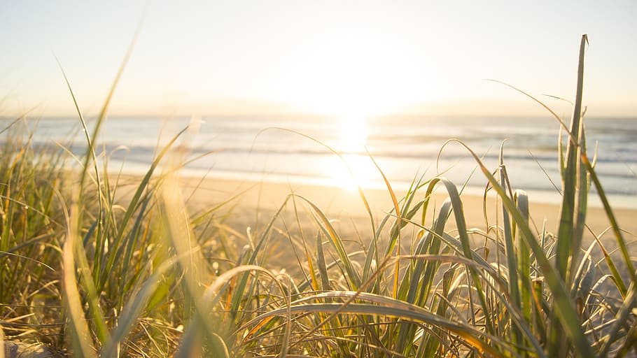 Sea Horizon, australia, beach, cereal, dawn, farm, field, flora HD wallpaper