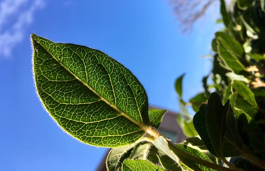 leaves, leaf, green, nature, sky, blue, macro, details, hedge HD wallpaper
