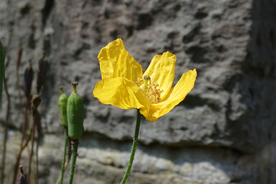 flower, yellow, stone, grey, nature, house, plant, garden, summer HD wallpaper