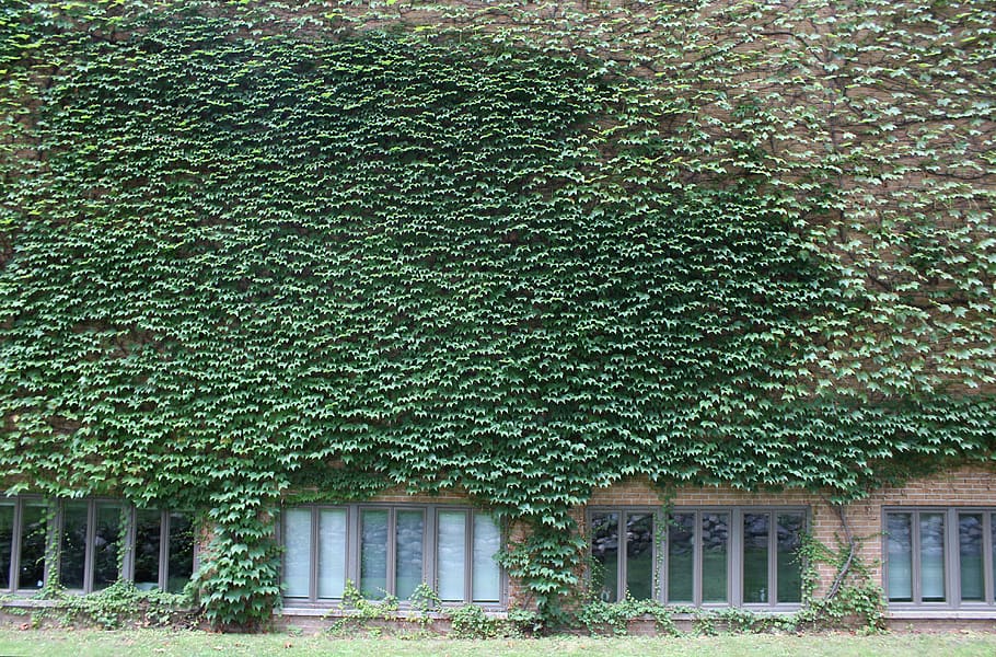 green, plant, greenery, wall, brick, architecture, building exterior HD wallpaper