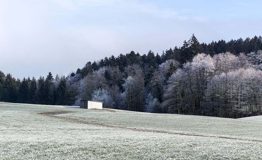 gray trees covered by snow, plant, abies, fir, conifer, outdoors HD wallpaper