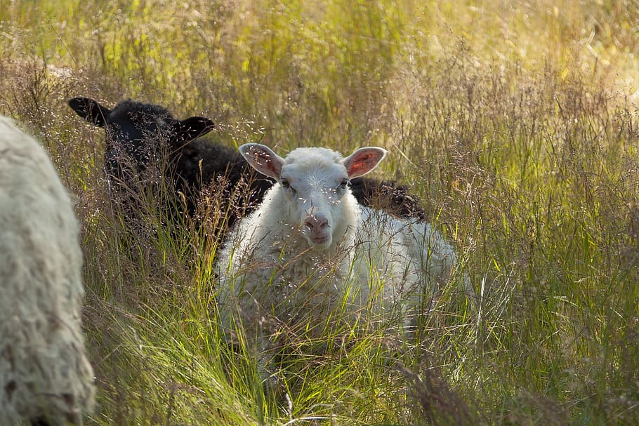may, sheep, animals, cattle, the sheep, wool, grass, bed, mammal HD wallpaper