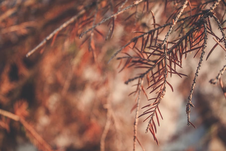 brown dried leaves, plant, tree, leaf, vegetation, bush, conifer HD wallpaper
