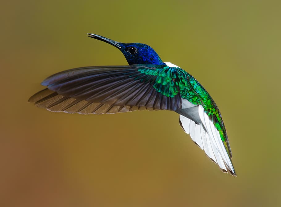 flying blue and green hummingbird, animal, costa rica, bee eater