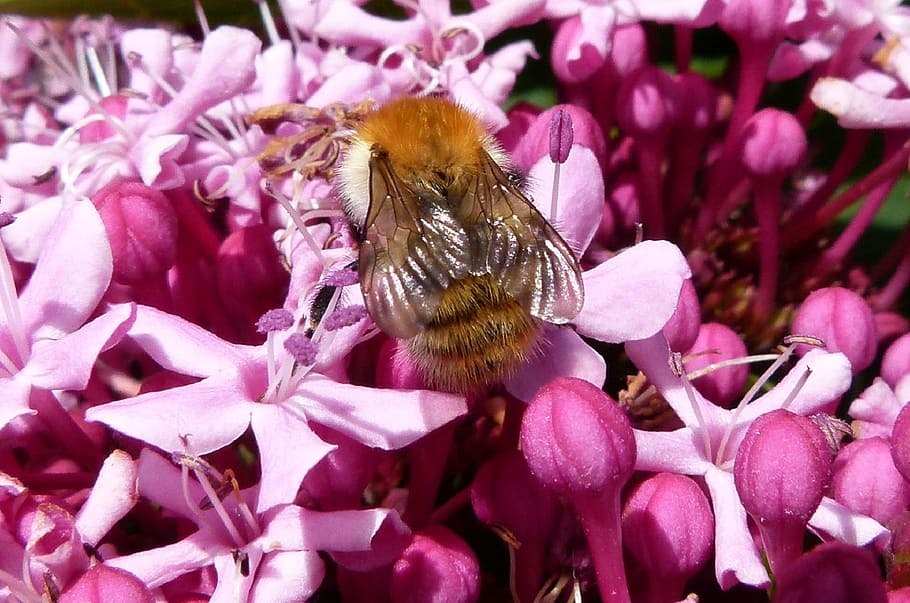 garden, bee, fly, insect, nature, flower, flowering plant, animal themes HD wallpaper