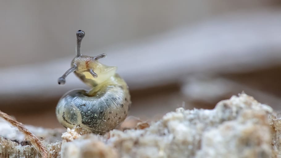 macro, slug, animals, shell, closeup, creature, mucus, selective focus HD wallpaper