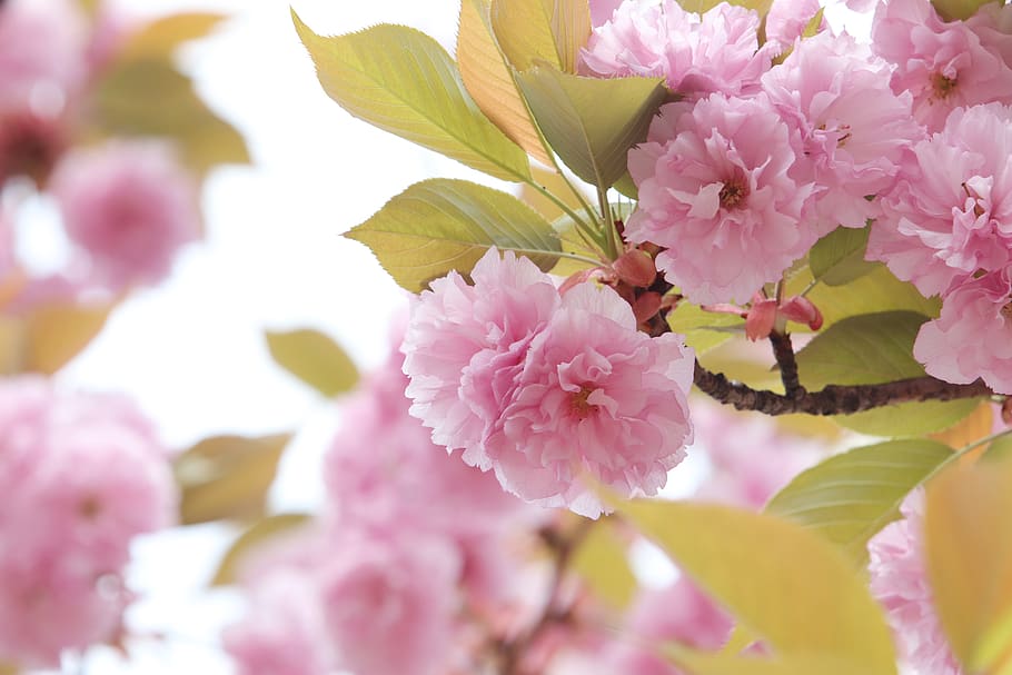 spring, spring flowers, nature, plants, season, garden, flowering HD wallpaper