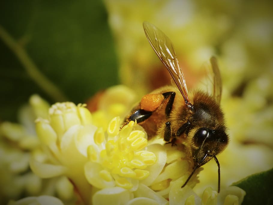 argentina, cabildo, bee, macro, flower, flowering plant, invertebrate HD wallpaper