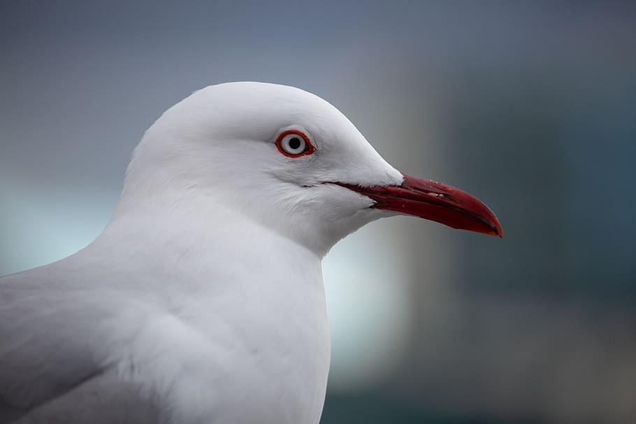 seagull, closeup, bird, wild, nature, animal, head, wildlife HD wallpaper