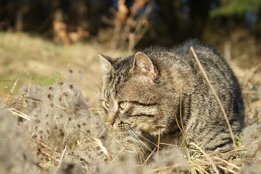 cat, hunter, feline, animals, nature, belgium, garden, field HD wallpaper