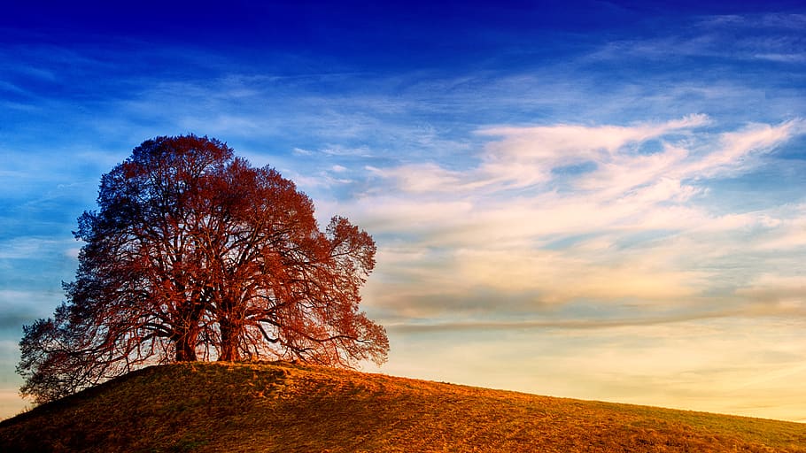 Tree on Top of Hill Under Blue Sky, clouds, dawn, daylight, cloud - sky HD wallpaper