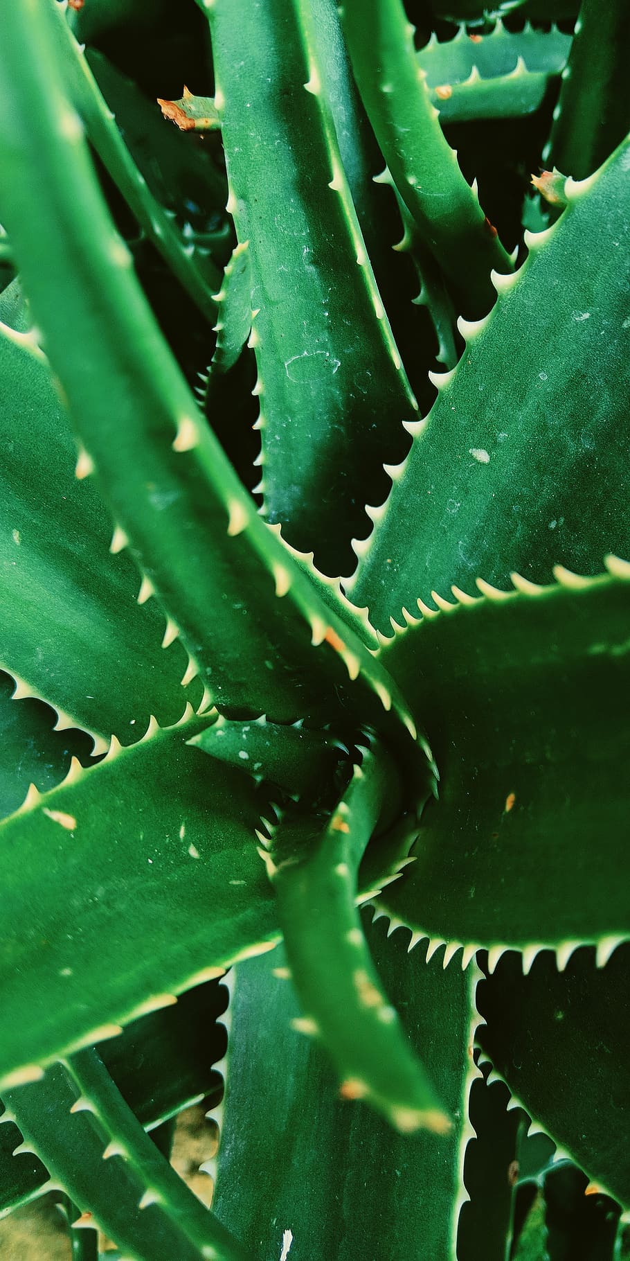 HD wallpaper: green color, aloe vera plant, growth, succulent plant, thorn  | Wallpaper Flare