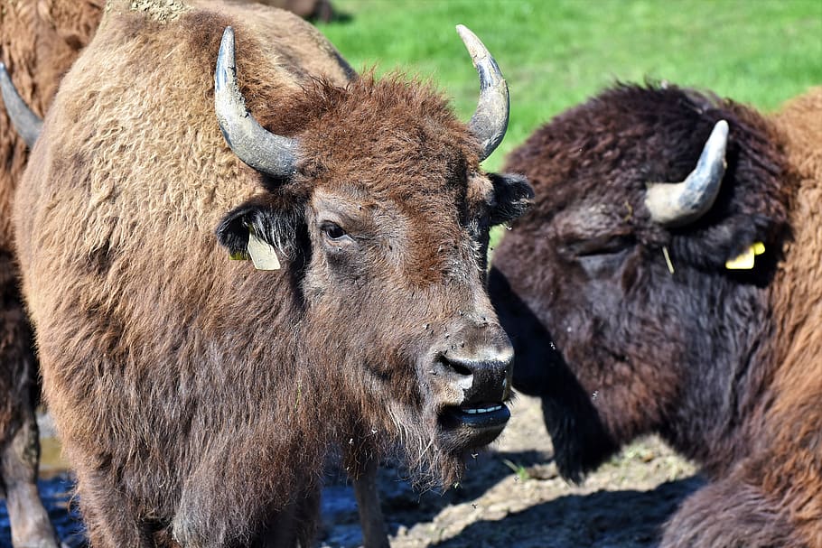 HD wallpaper: bison, buffalo, horns, american bison, wild, livestock ...