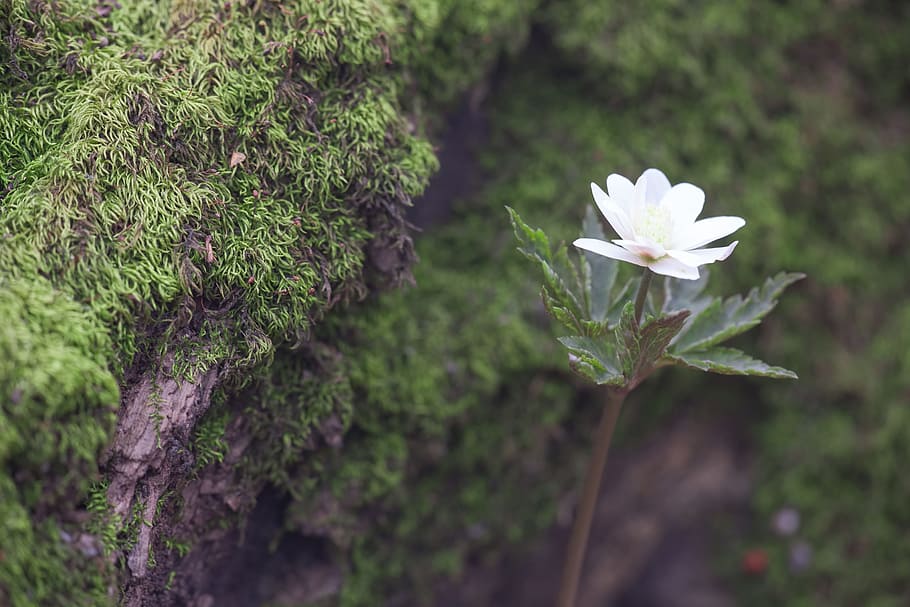 spring, flower, flowers, background, focus, closeup, outdoor HD wallpaper