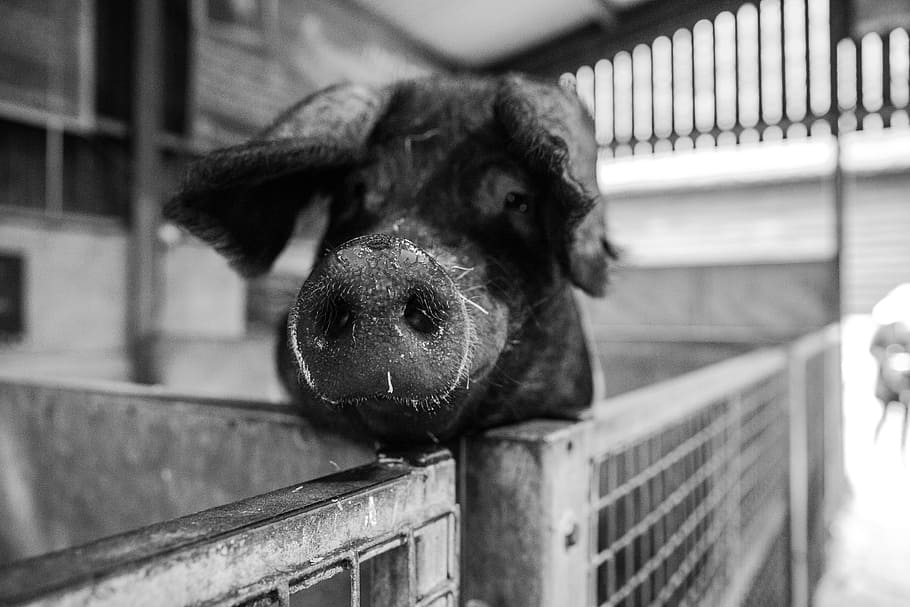 Pig Face, animal, mammal, one animal, animal themes, no people HD wallpaper