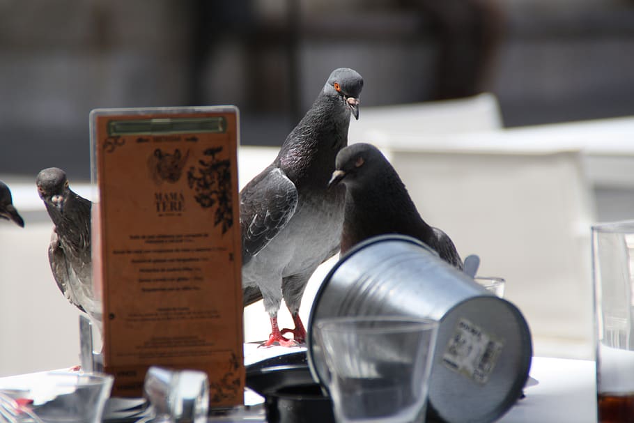 spain, león, pigeon, focus on foreground, close-up, no people HD wallpaper