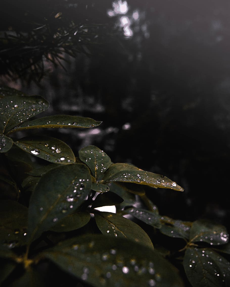 leaf, forest, trees, plant part, wet, water, nature, growth HD wallpaper
