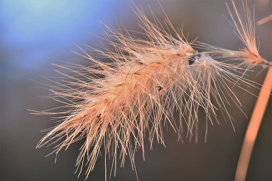 grass, winter, cold, close up, nature, plant, macro, mood, close-up HD wallpaper