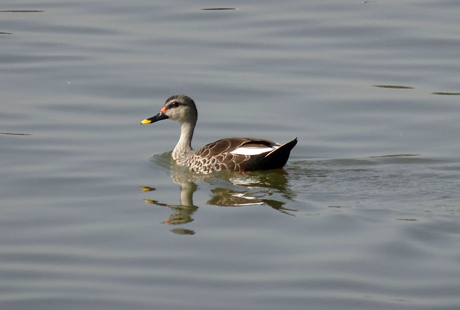 duck, bird, waterfowl, wildlife, spot-billed duck, swimming, HD wallpaper