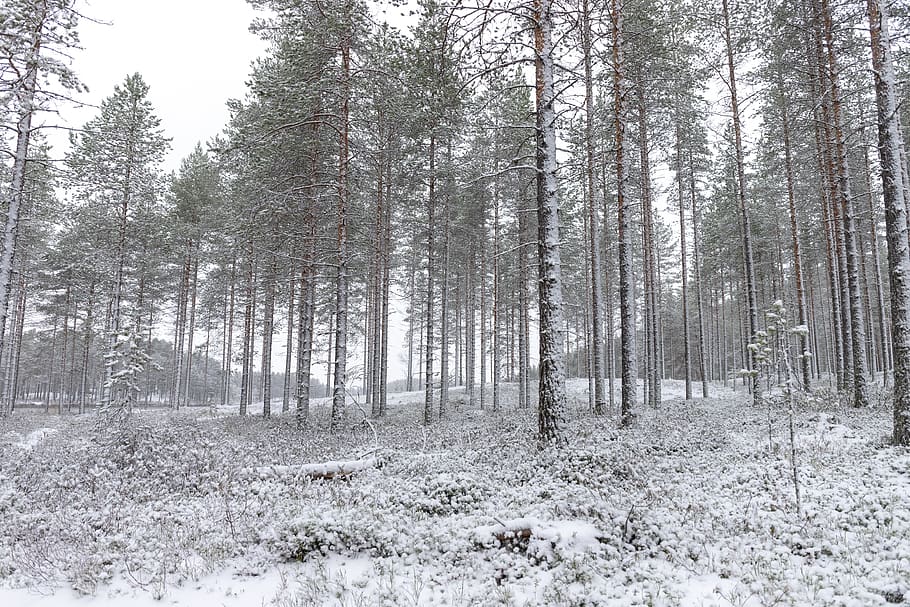 winter, snow, cold, nature, landscape, frozen, white, outdoors HD wallpaper