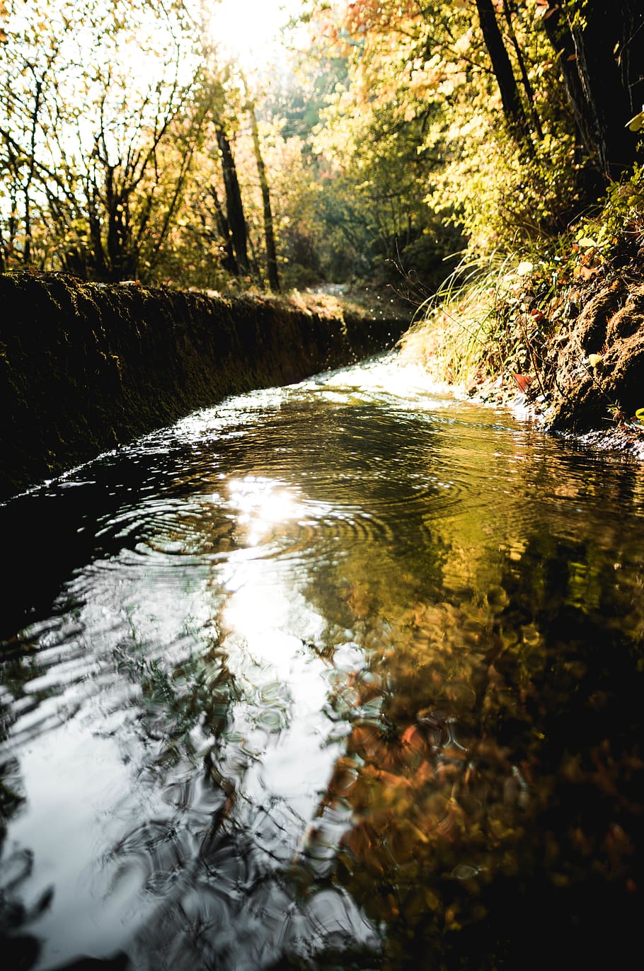 green leafed trees lined river during daytime, water, outdoors HD wallpaper