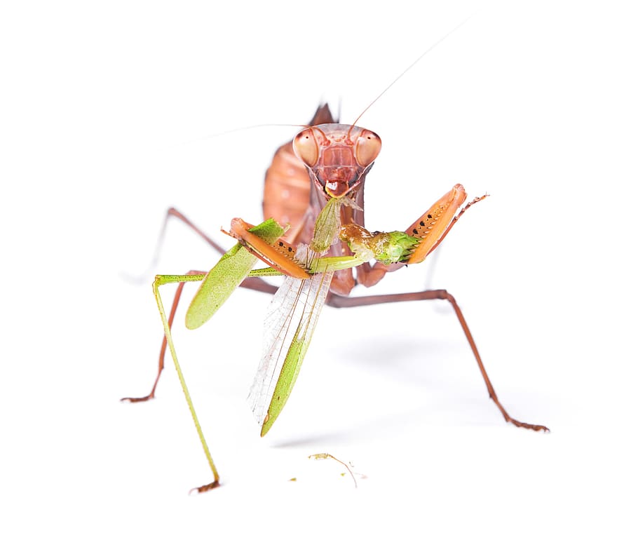 praying, mantis, insect, pacification, conciliation, animal HD wallpaper