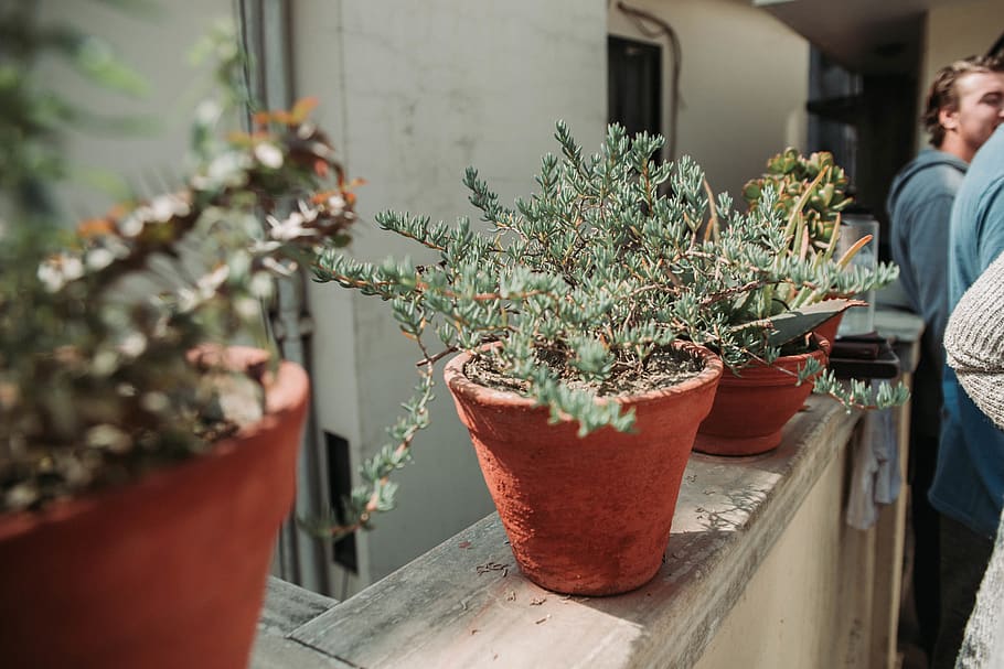 green-leafed plants, human, person, pottery, kathmandu, nepal HD wallpaper