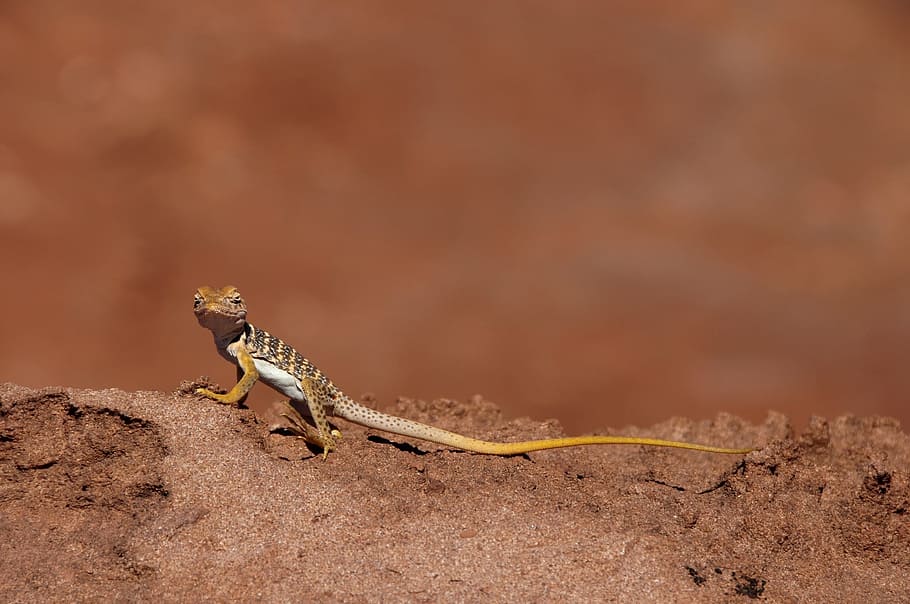 collared, lizard, animal, wild, nature, cricket, reptile, animal themes HD wallpaper