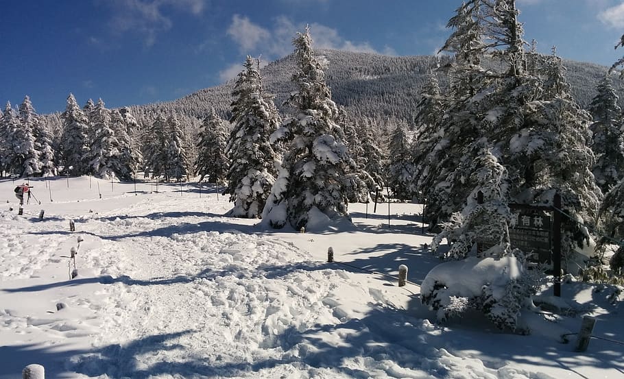 winter, snow, trees, cold temperature, white color, beauty in nature HD wallpaper