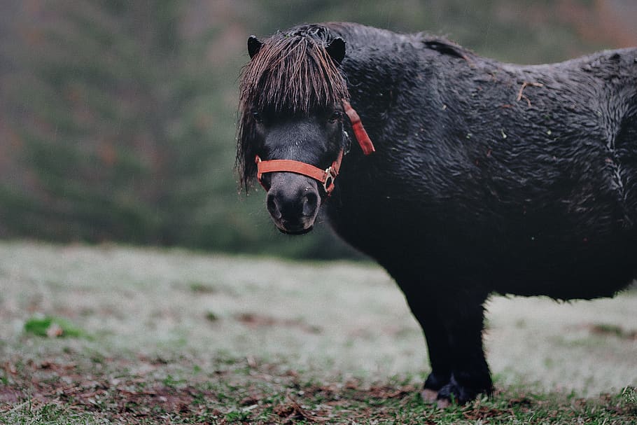Selective Focus Photography of Black Pony on Grass, animal, cavalry HD wallpaper