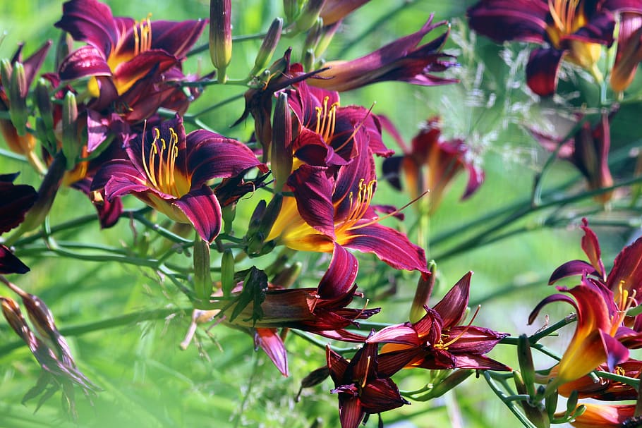 day-lily, flowers, nature, plants, summer, garden, beautiful, HD wallpaper