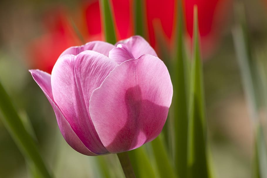 Macro Shot Image of Pink Flowr, bud, close-up, flora, flower HD wallpaper