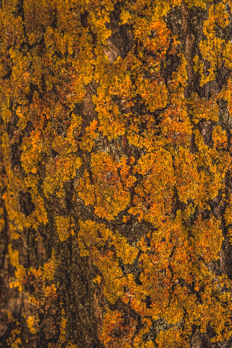 Orange Moss, bark, dirty, hard, Mossy, pattern, rough, texture HD wallpaper
